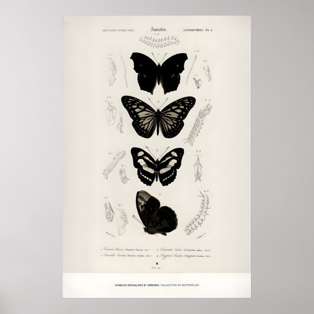 Exhibition Art Print Charles dOrbigny Butterflies (Front)