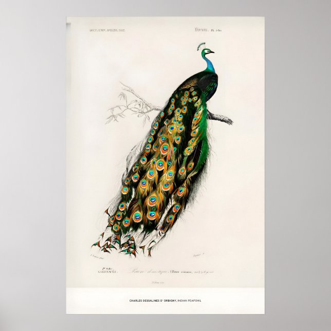 Exhibition Art Print Charles dOrbigny Indian (Front)
