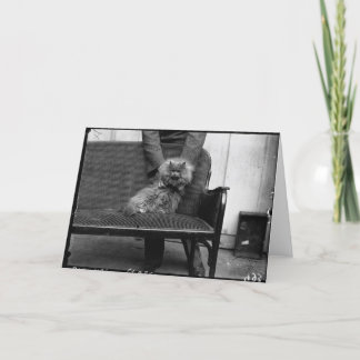 Exhibition Cat Club - Mondial 493 Card