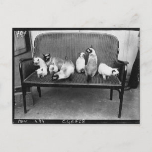 Exhibition Cat Club - Mondial 494 Postcard