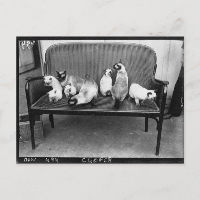 Exhibition Cat Club - Mondial 494 Postcard (Front)