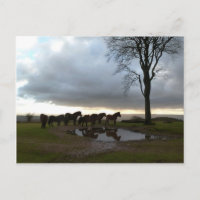 Exmoor Ponies