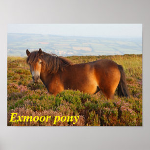 Exmoor pony, horse, Somerset, England Poster