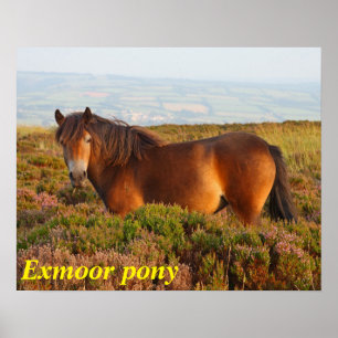 Exmoor pony, horse, Somerset, England Poster