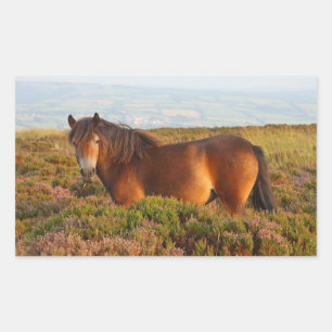 Exmoor pony, horse, Somerset, England Rectangular Sticker