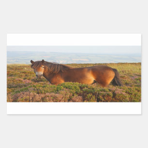 Exmoor pony, horse, Somerset, England Rectangular Sticker