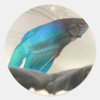 Exotic Betta Fish Closeup Classic Round Sticker