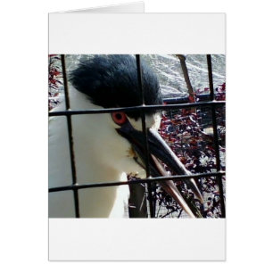 Exotic Bird at the Zoo image