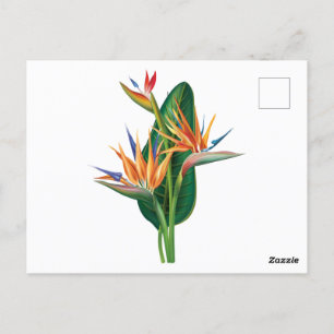 exotic bird of paradise flower postcard