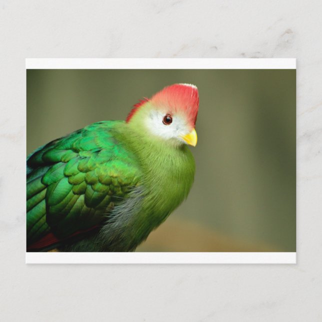Exotic Bird Postcard (Front)
