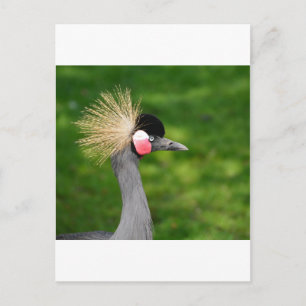 Exotic Bird Postcard