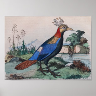 exotic bird print
