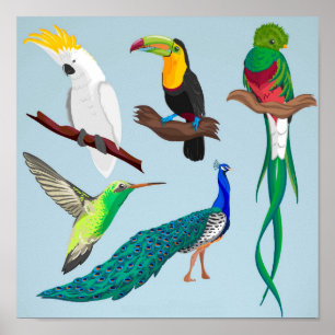 Exotic Birds Poster