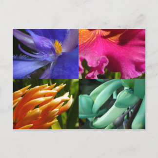 Exotic Blooms Postcard