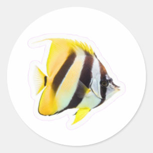 Exotic Butterfly Fish - Vibrant Coral Reef Beauty  Classic Round Sticker