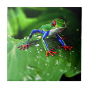 Exotic Colourful Frog Leaf Ceramic Tile