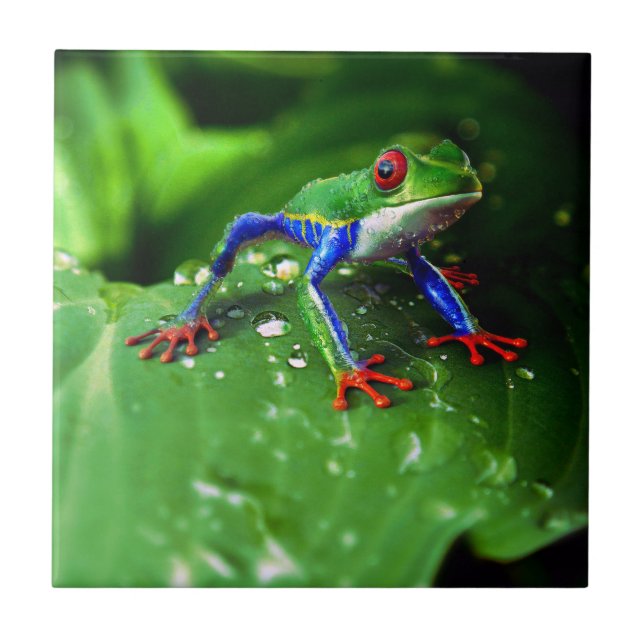 Exotic Colourful Frog Leaf Ceramic Tile (Front)