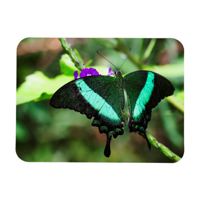 Exotic Emerald  Swallowtail Magnet (Horizontal)