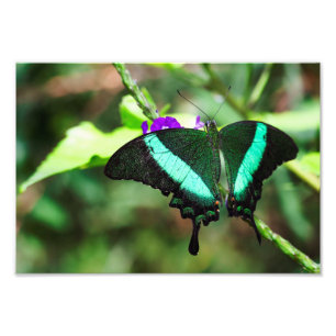 Exotic Emerald  Swallowtail Photo Print