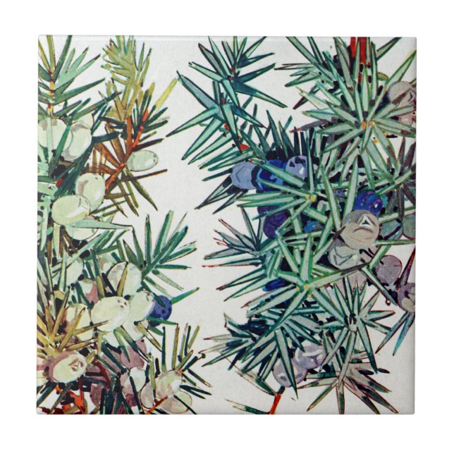 Exotic Flora #7 at SunshineDazzle Tile (Front)