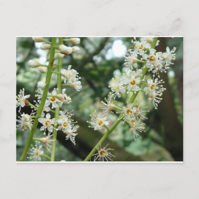 Exotic flower in Ireland Postcard (Front)