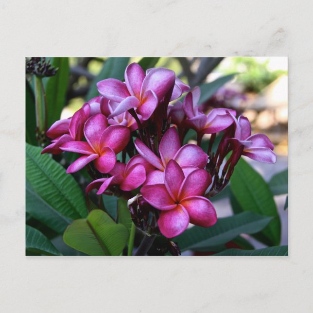 Exotic flower, Postcard (Front)