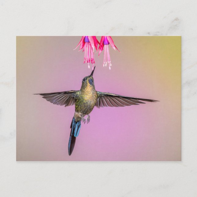 Exotic Hummingbird with Long Tail Postcard (Front)
