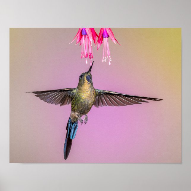 Exotic Hummingbird with Long Tail Poster (Front)
