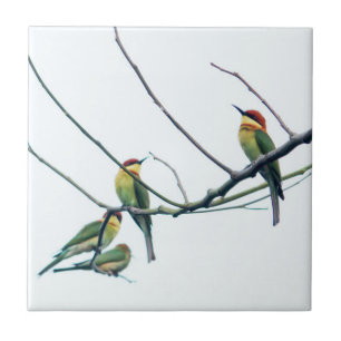Exotic Indian kerala Bee-Eater Birds on Branch Ceramic Tile