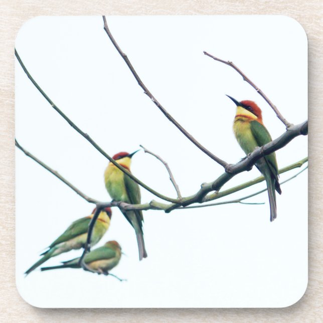 Exotic Indian kerala Bee-Eater Birds on Branch Coaster (Front)