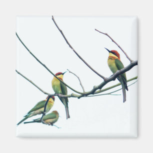 Exotic Indian kerala Bee-Eater Birds on Branch Magnet