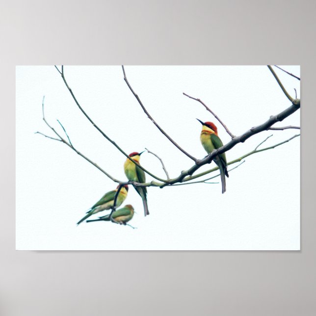 Exotic Indian kerala Bee-Eater Birds on Branch Poster (Front)