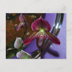 Exotic Lady Slipper Postcard