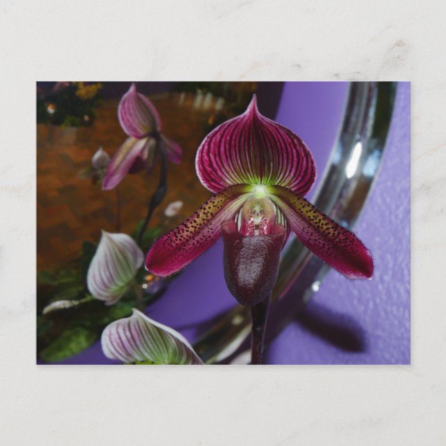 Exotic Lady Slipper Postcard (Front)