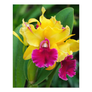 Exotic orchid in yellow and hot pink colors photo print