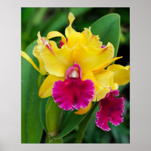 Exotic orchid in yellow and hot pink colours poster