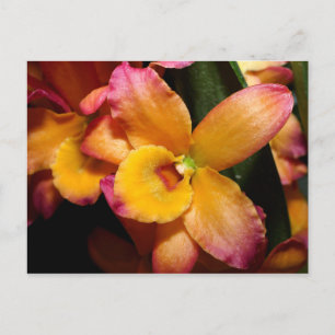 Exotic Orchid Postcard