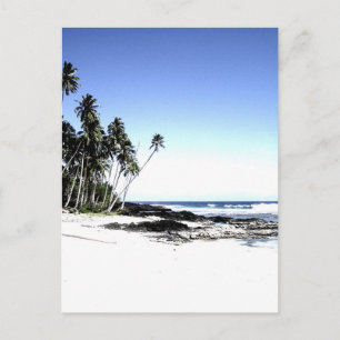 Exotic Palm Trees & Paradise Beach Postcard