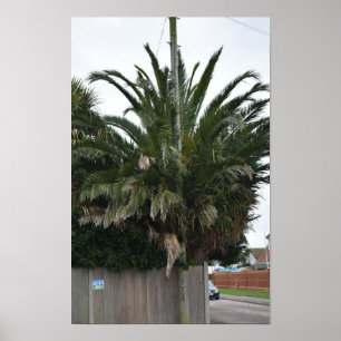 Exotic Palms & plants in Selsey. Poster
