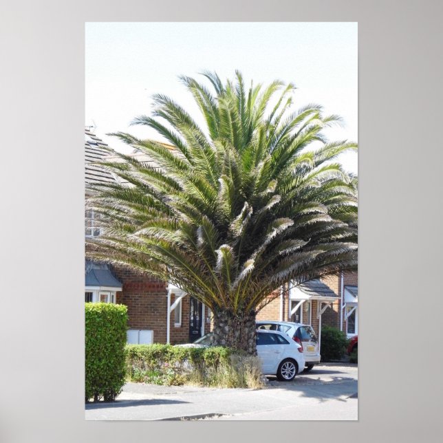 Exotic Palms & plants in Selsey. Poster (Front)