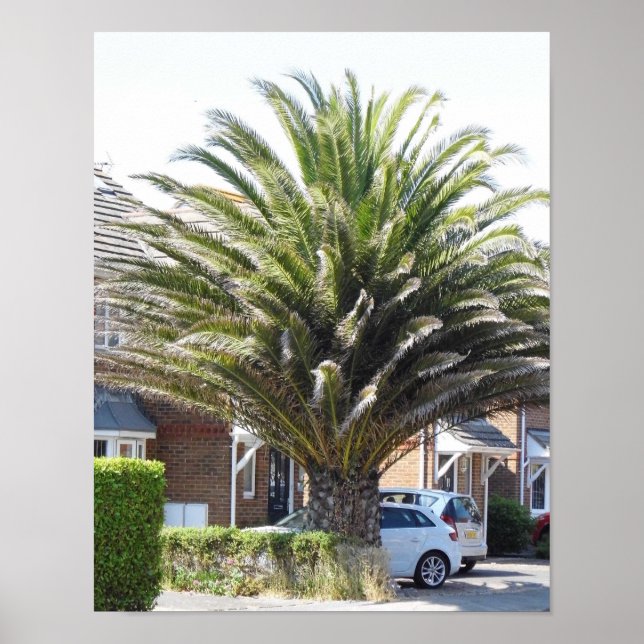 Exotic Palms & plants in Selsey. Poster (Front)