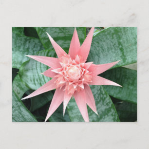 Exotic Pink Bromeliad Flower Postcard