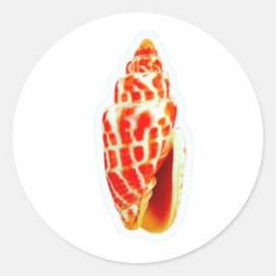 ​Exotic Pontifical Mitre Shell Sticker, Rare Mitra Classic Round Sticker