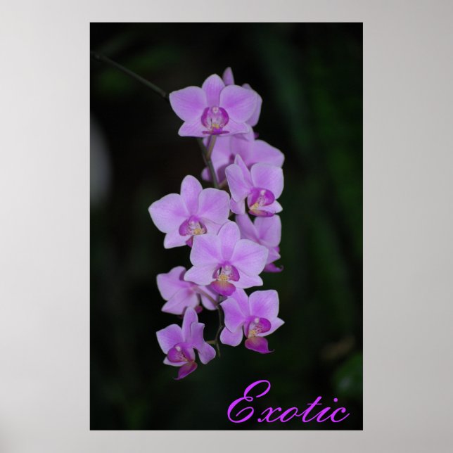 Exotic Poster (Front)