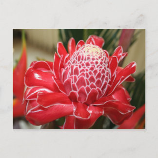 Exotic Red Torch Ginger flower Postcard