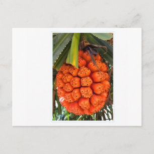Exotic Sea Pandanus - Edible Rare Tropical Coastal Holiday Postcard