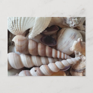 Exotic Seashells Collection, Summer Beach Postcard