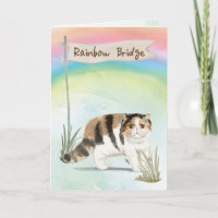 Exotic Short Hair Cat Pet Sympathy Over Rainbow 
