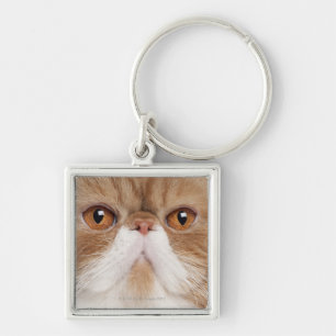 Exotic Shorthair (2,5 years old) Key Ring