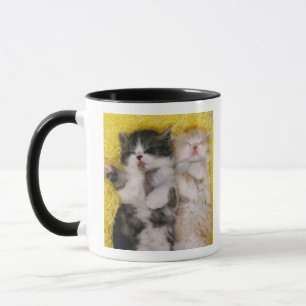 Exotic Shorthair; is Breeders crossed the Mug